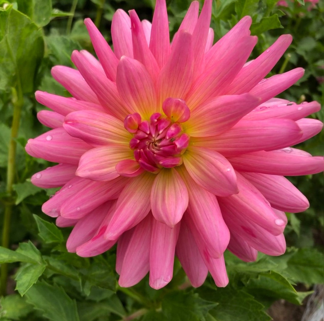 Amriti