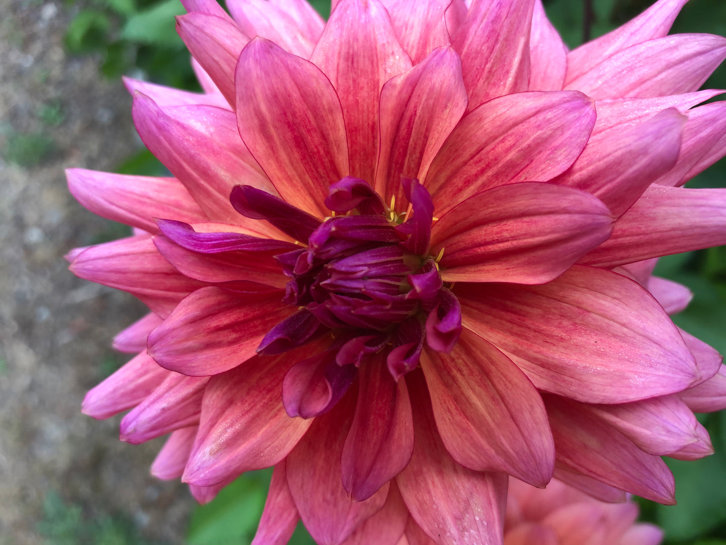 Asana 4-6" Bloom Collection of Six Dahlias