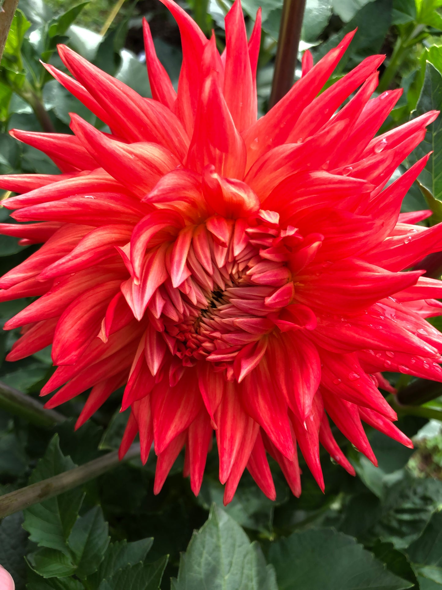 Zach and Eli's Dahlia Tubers Gift Card