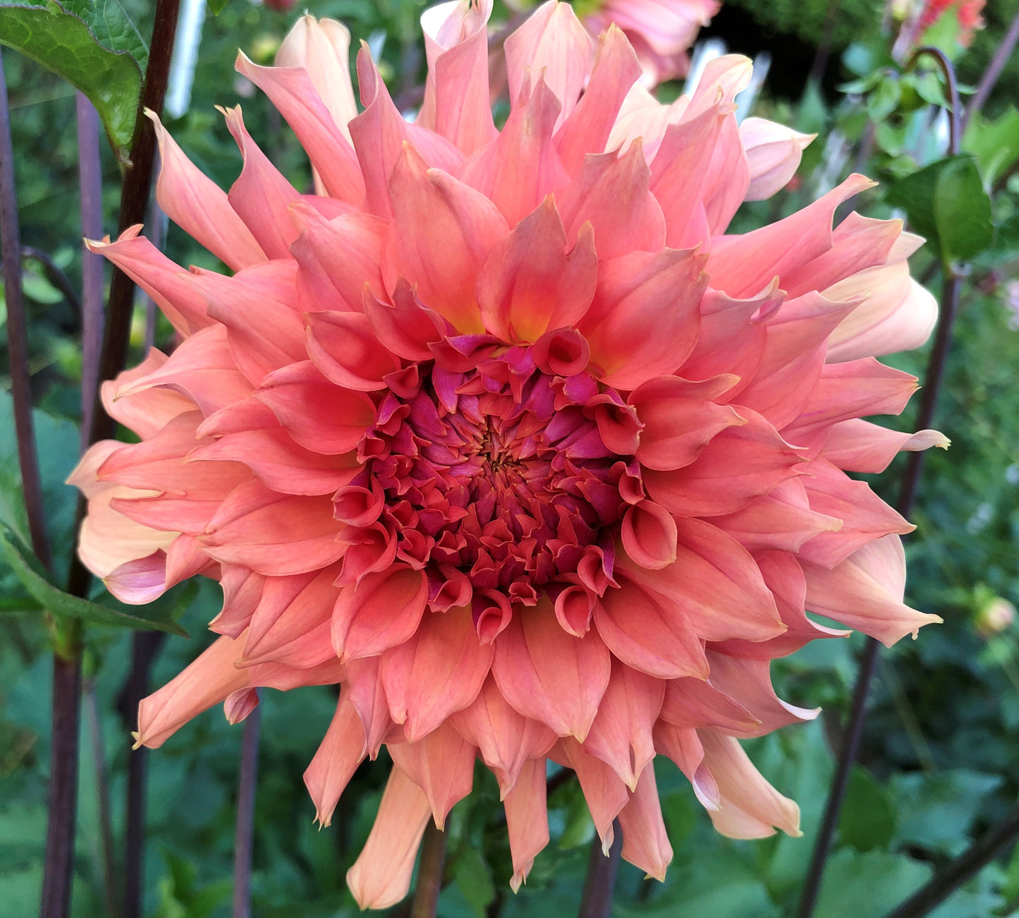 Asana 4-6" Bloom Collection of Six Dahlias