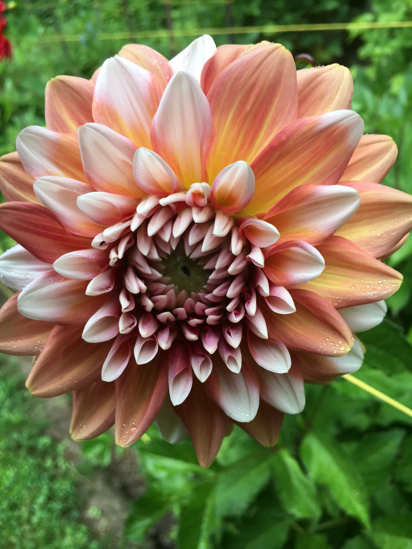 Ishvara 5 to 7 " Bloom Collection of Six Dahlias