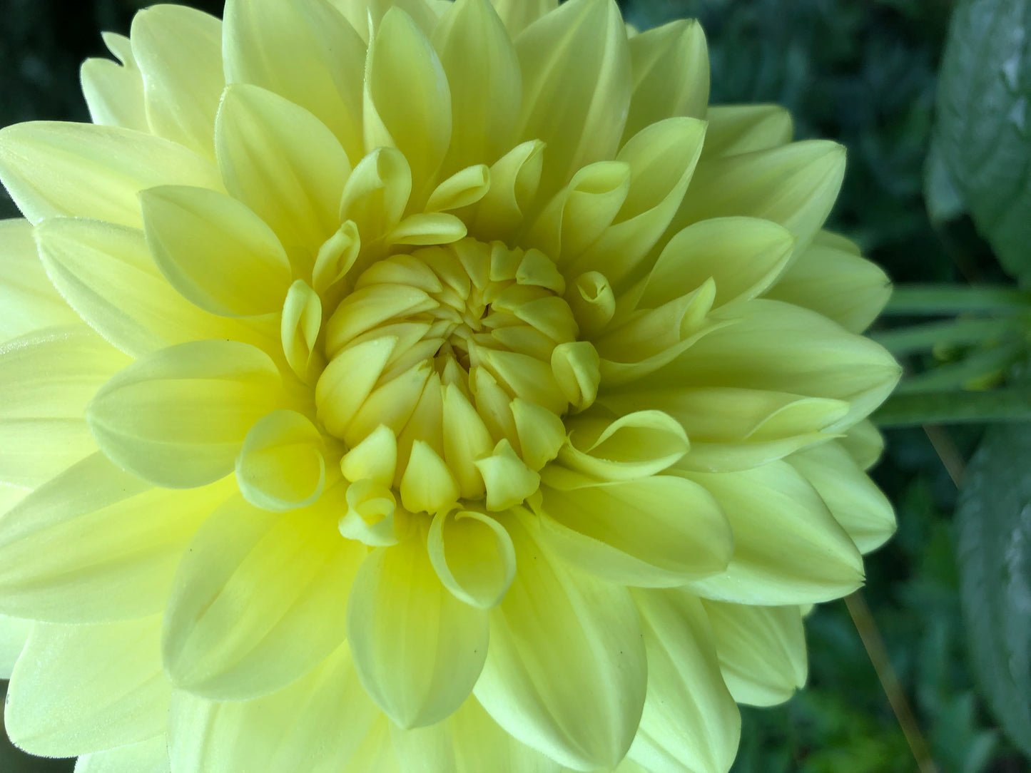 Asana 4-6" Bloom Collection of Six Dahlias