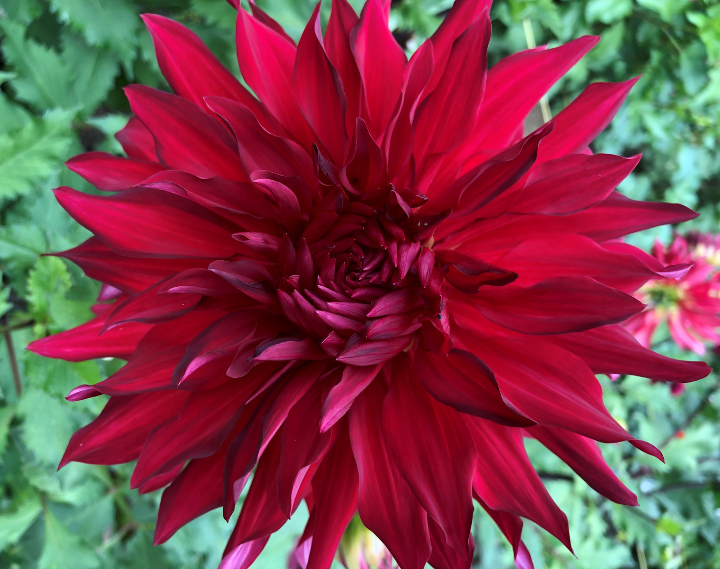 Lakshmi: 8" extra large and plate size dahlia bloom collection