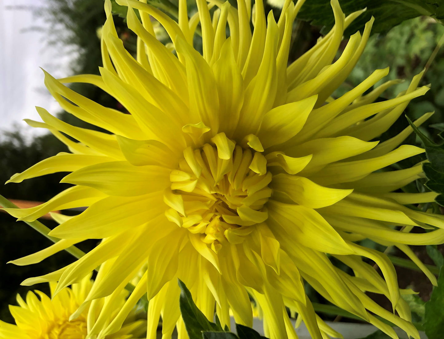 Lakshmi: 8" extra large and plate size dahlia bloom collection