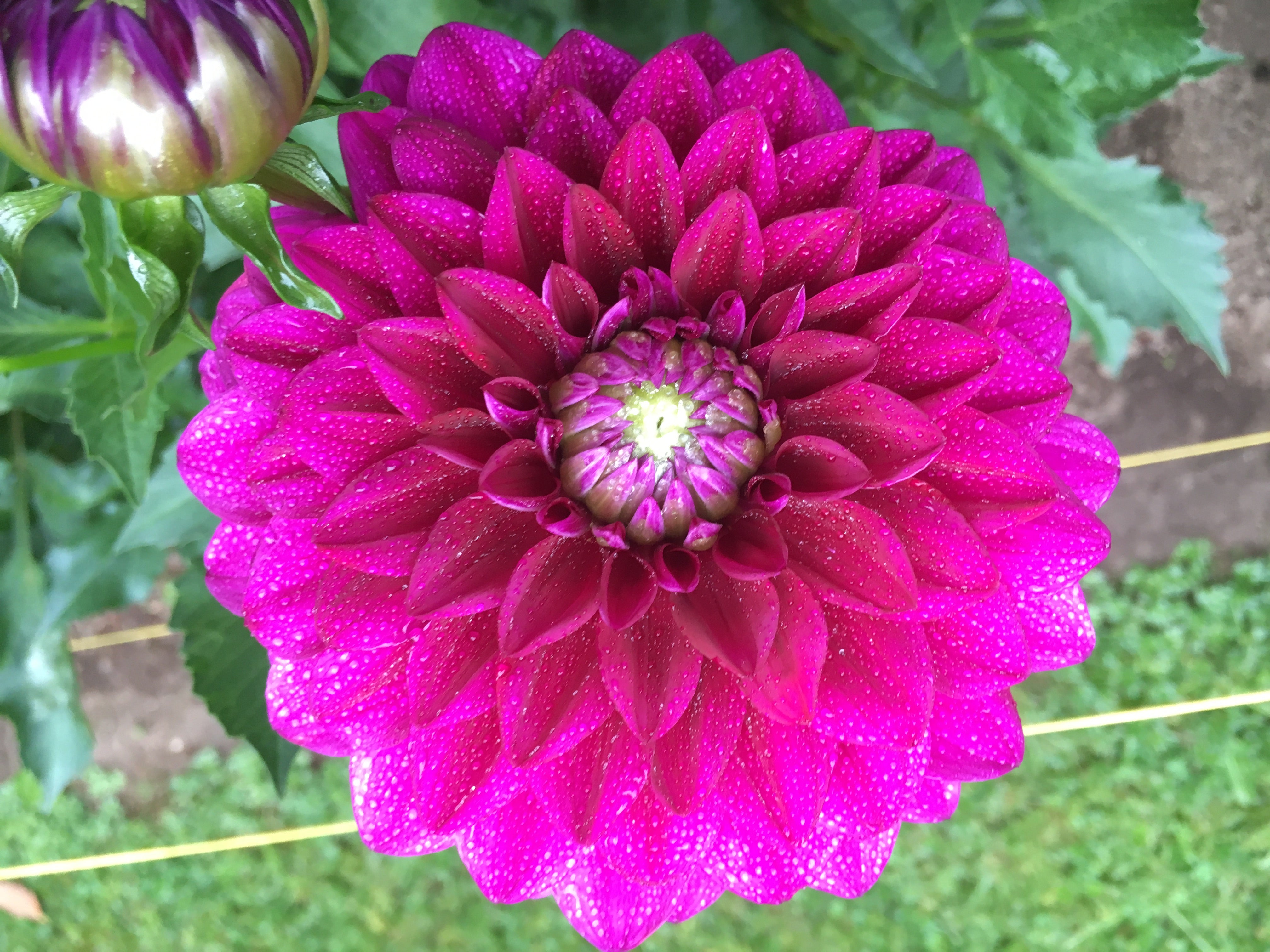 Ganesh – Zach and Eli's Dahlia Tubers