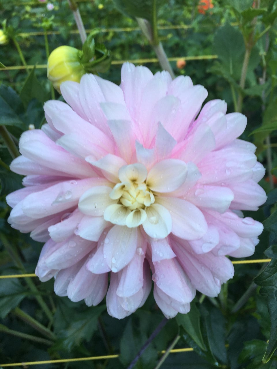 Jala 3-5" Bloom Collection of Seven Dahlias