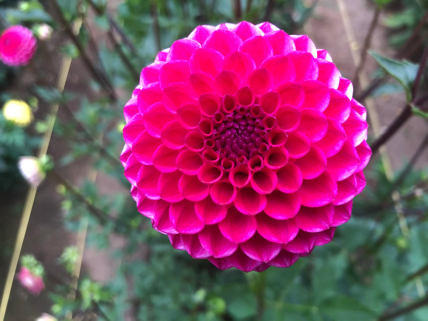 Jala 3-5" Bloom Collection of Seven Dahlias