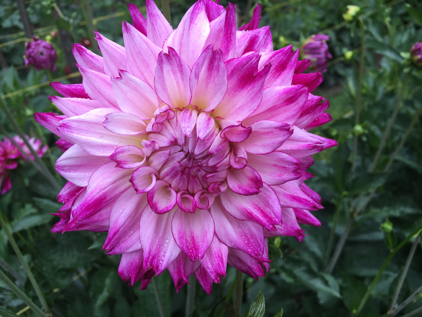 Zach and Eli's Dahlia Tubers Gift Card
