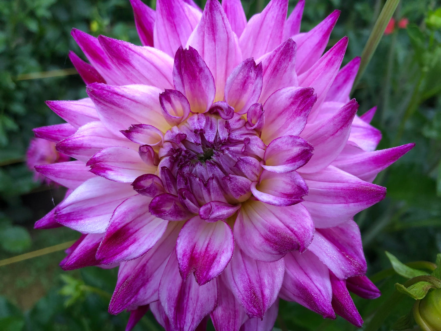Asana 4-6" Bloom Collection of Six Dahlias