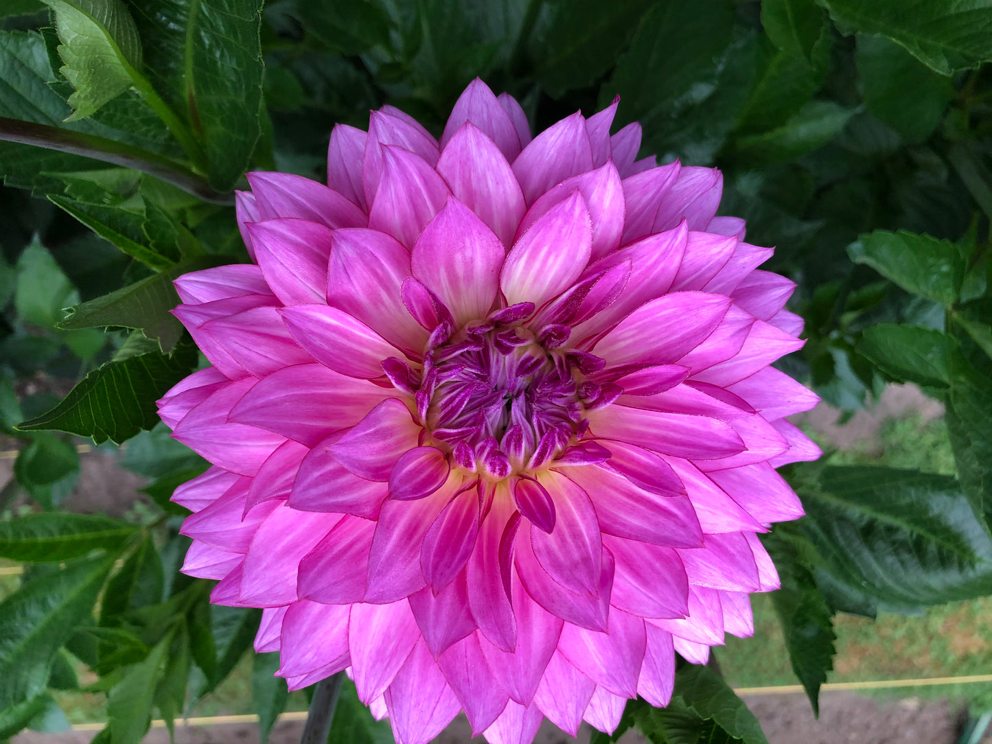 Asana 4-6" Bloom Collection of Six Dahlias