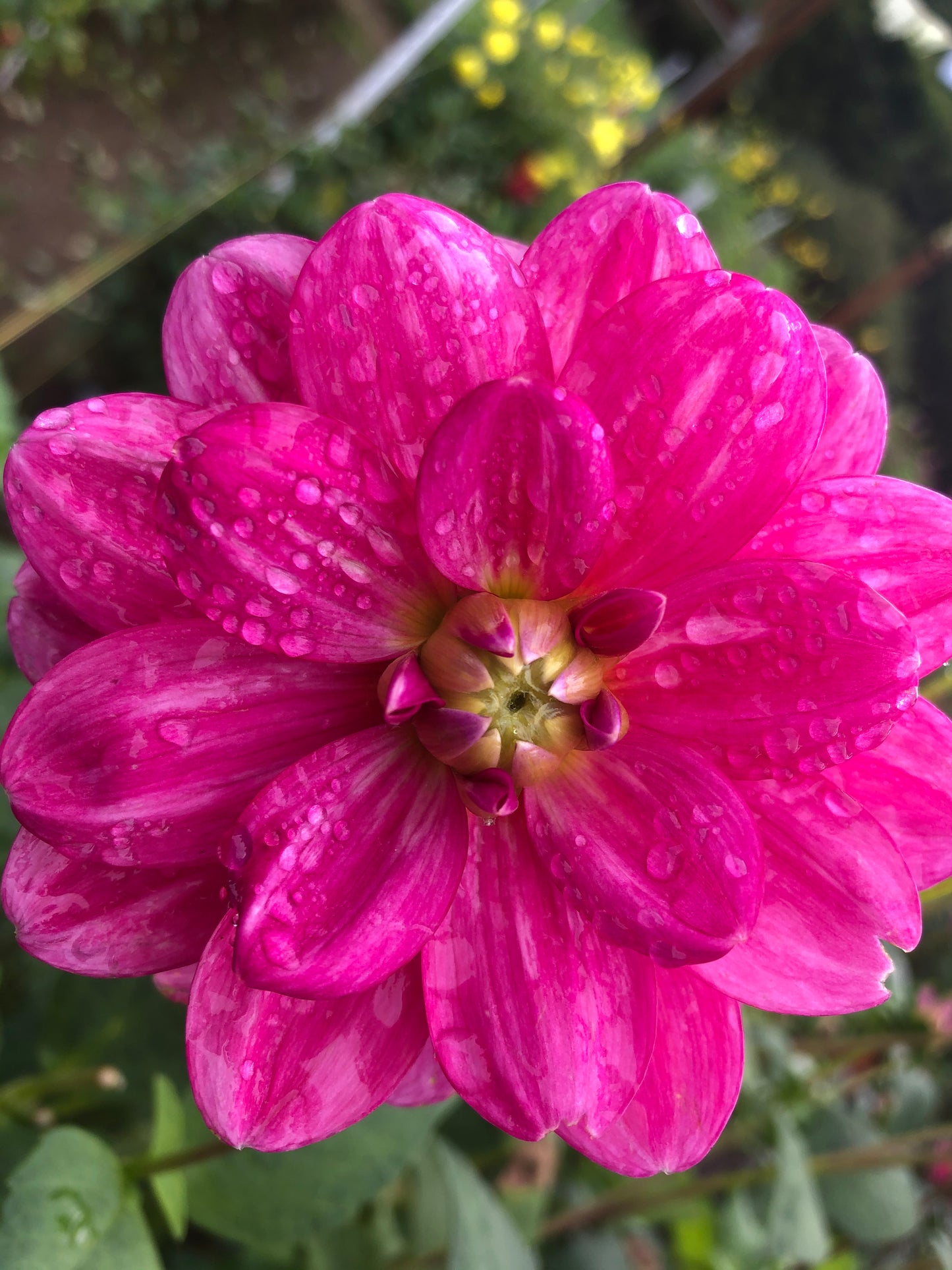 Jala 3-5" Bloom Collection of Seven Dahlias