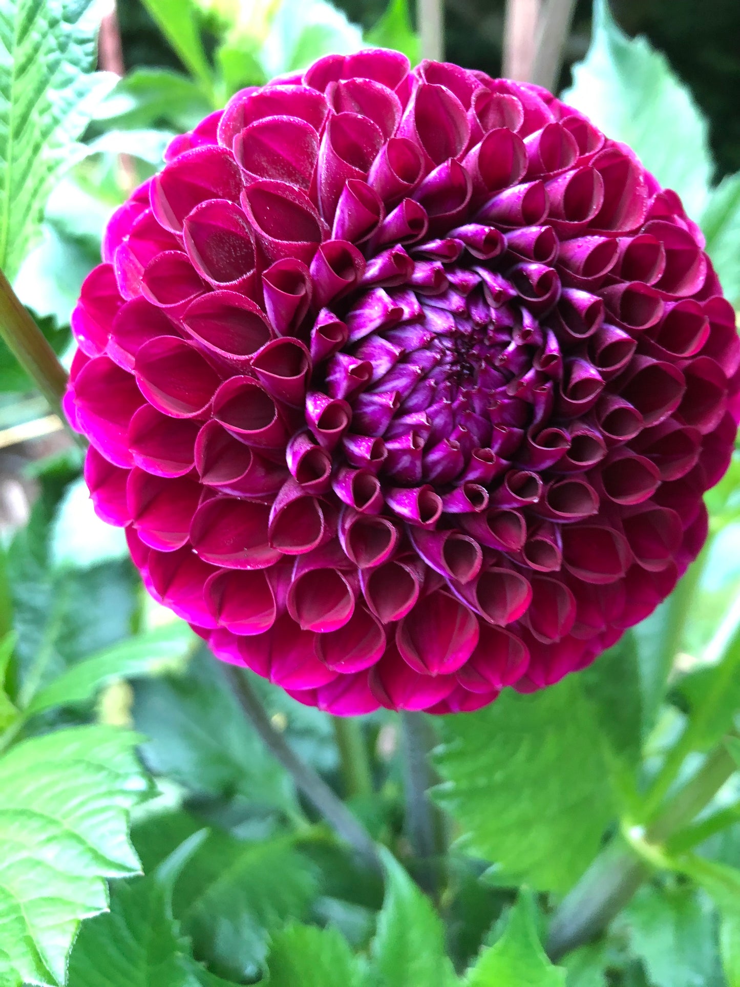 Ishvara 5 to 7 " Bloom Collection of Six Dahlias