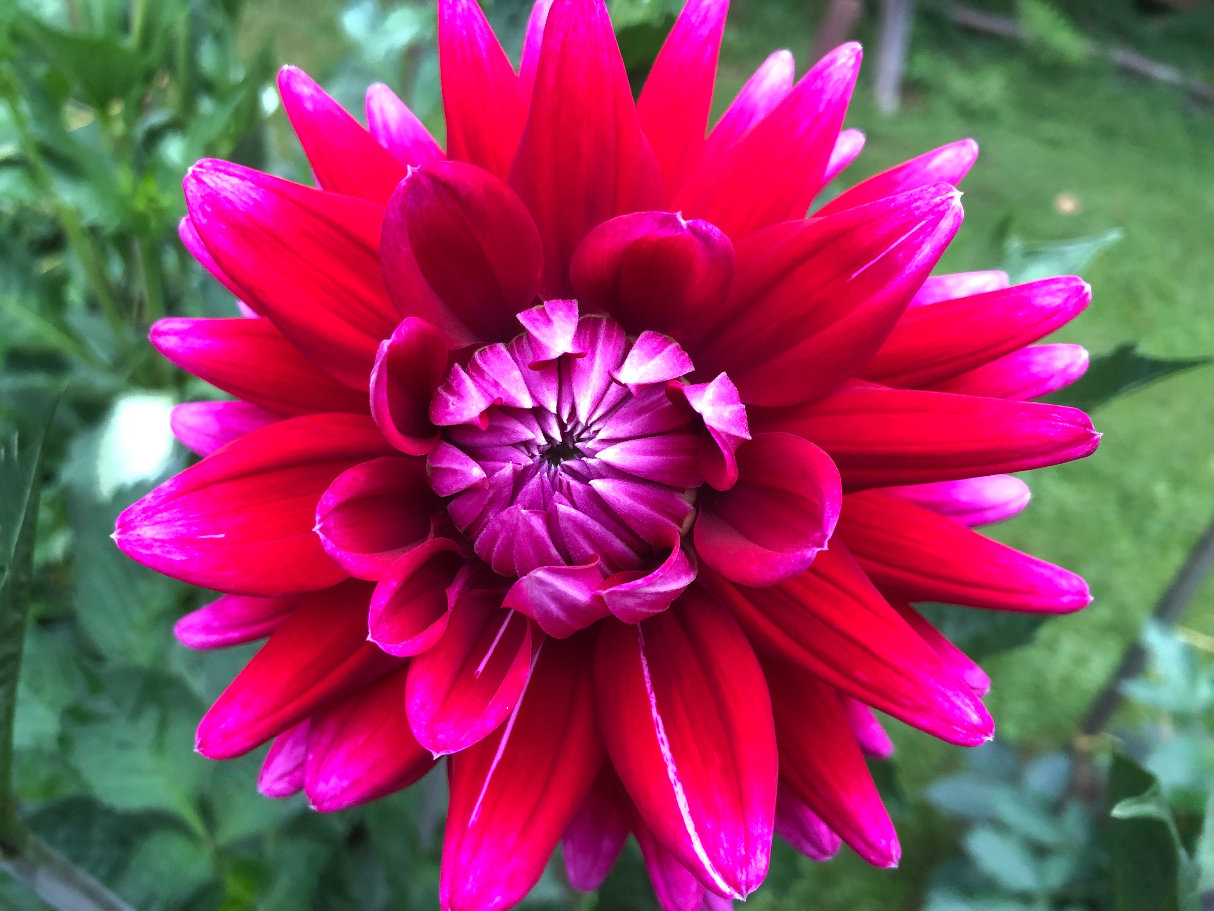 Parvati (aka Dark Magic Dahlia) – Zach and Eli's Dahlia Tubers
