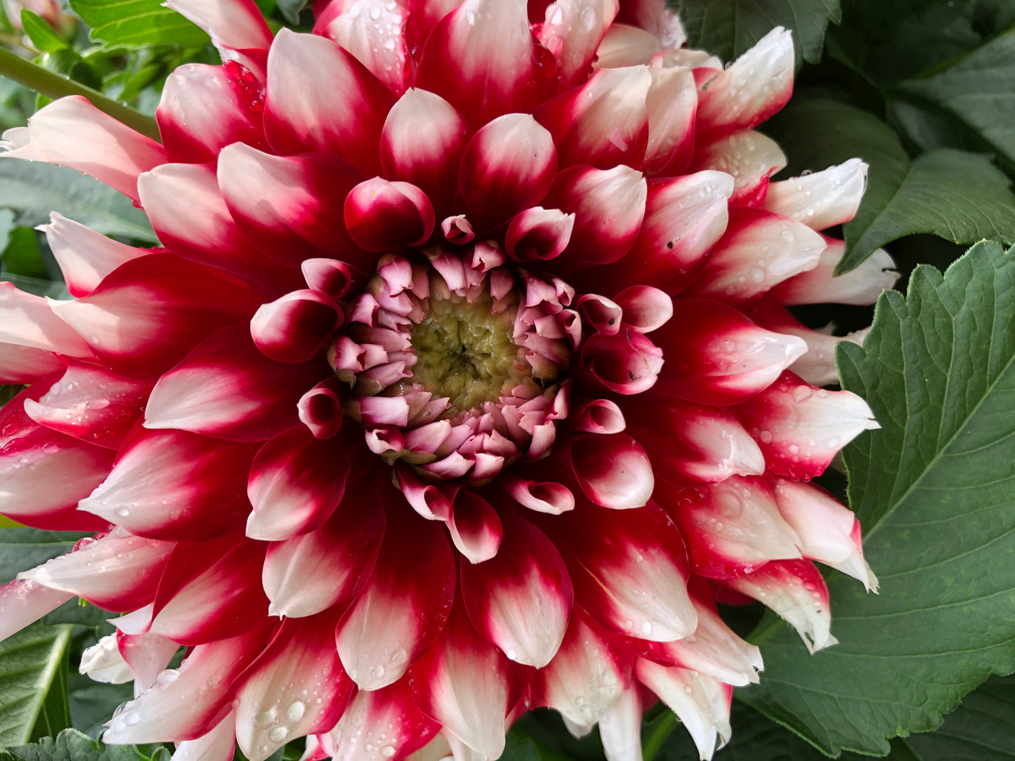 Ishvara 5 to 7 " Bloom Collection of Six Dahlias