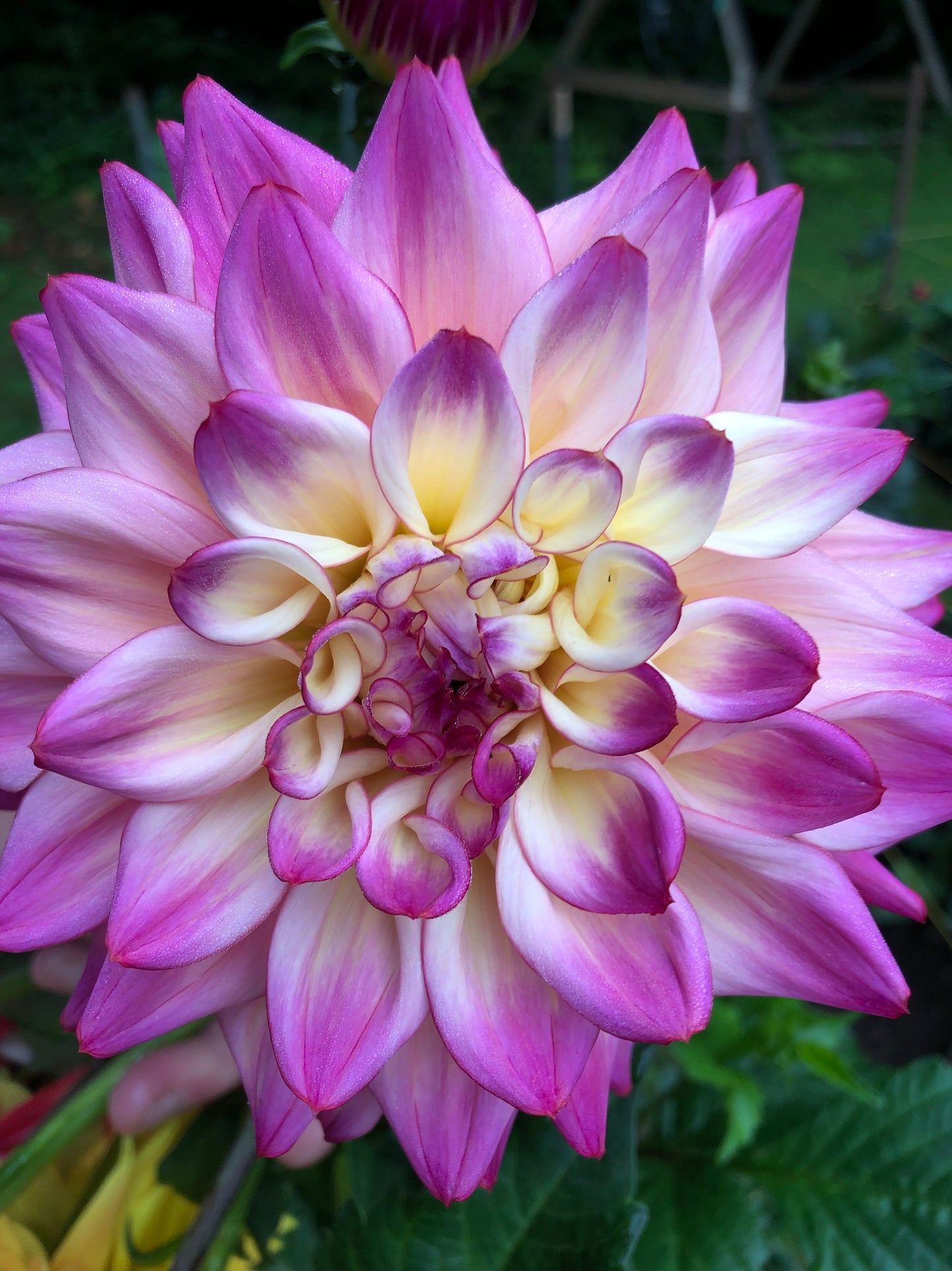 Ishvara 5 to 7 " Bloom Collection of Six Dahlias