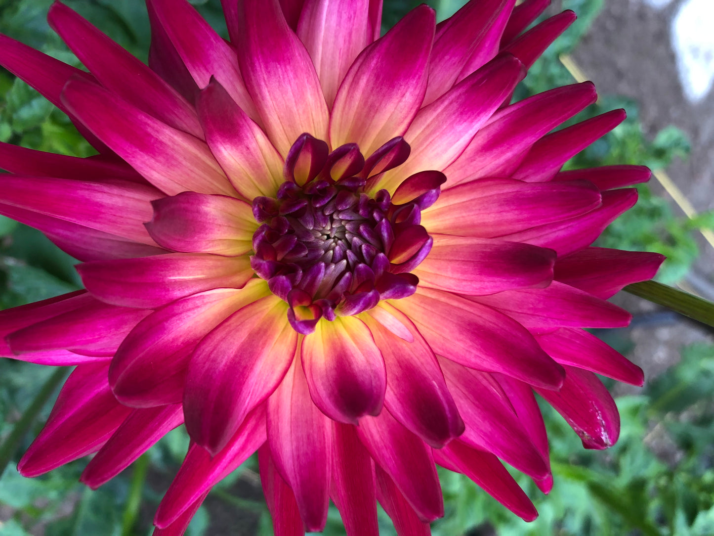 Ishvara 5 to 7 " Bloom Collection of Six Dahlias