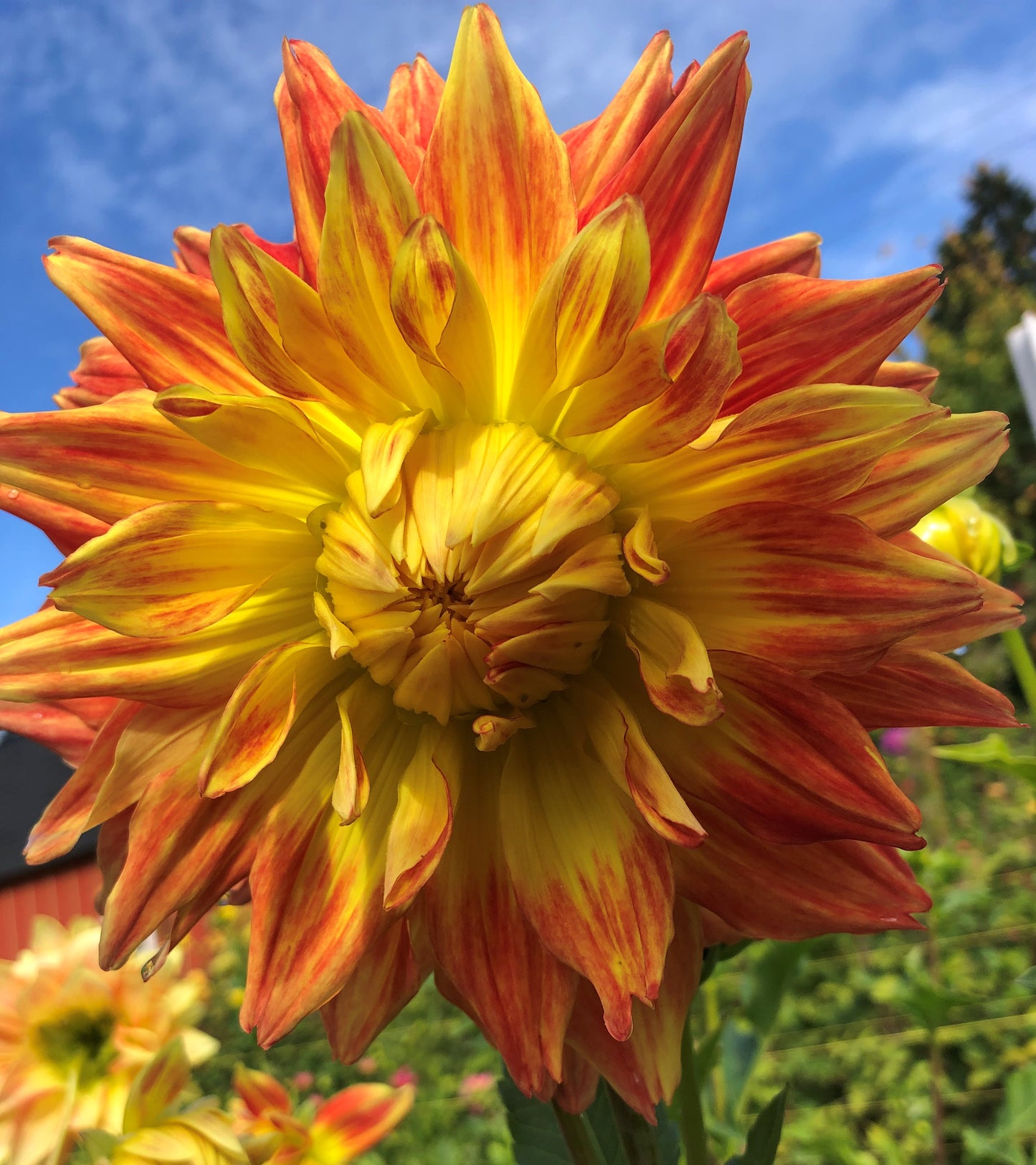 Lakshmi: 8" extra large and plate size dahlia bloom collection
