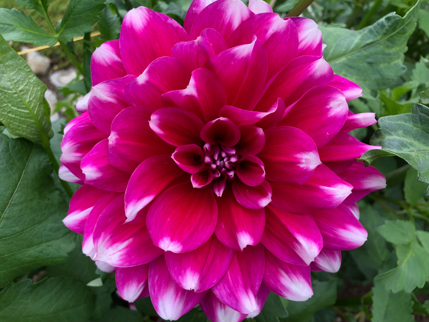 Lakshmi: 8" extra large and plate size dahlia bloom collection