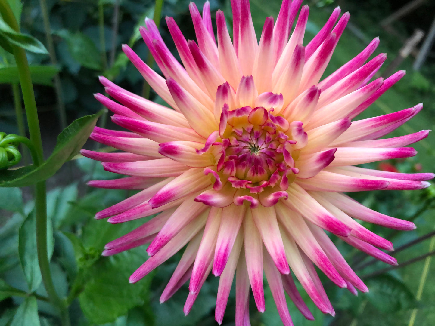 Jala 3-5" Bloom Collection of Seven Dahlias