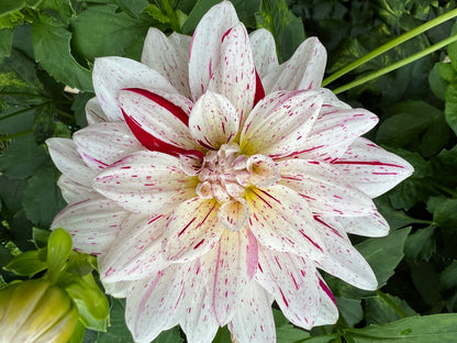 Jala 3-5" Bloom Collection of Seven Dahlias