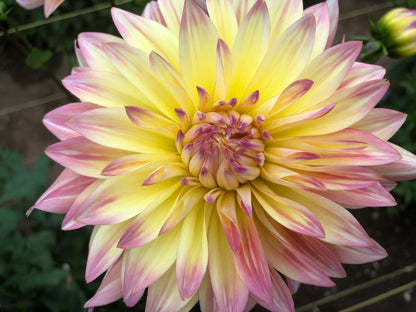 Lakshmi: 8" extra large and plate size dahlia bloom collection