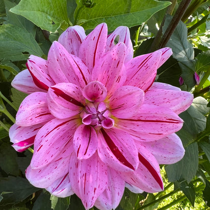 Jala 3-5" Bloom Collection of Seven Dahlias