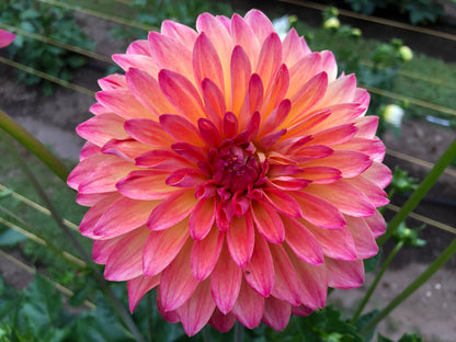 Ishvara 5 to 7 " Bloom Collection of Six Dahlias