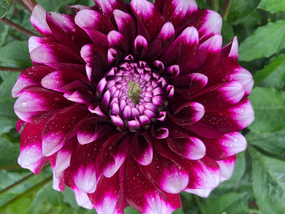Lakshmi: 8" extra large and plate size dahlia bloom collection