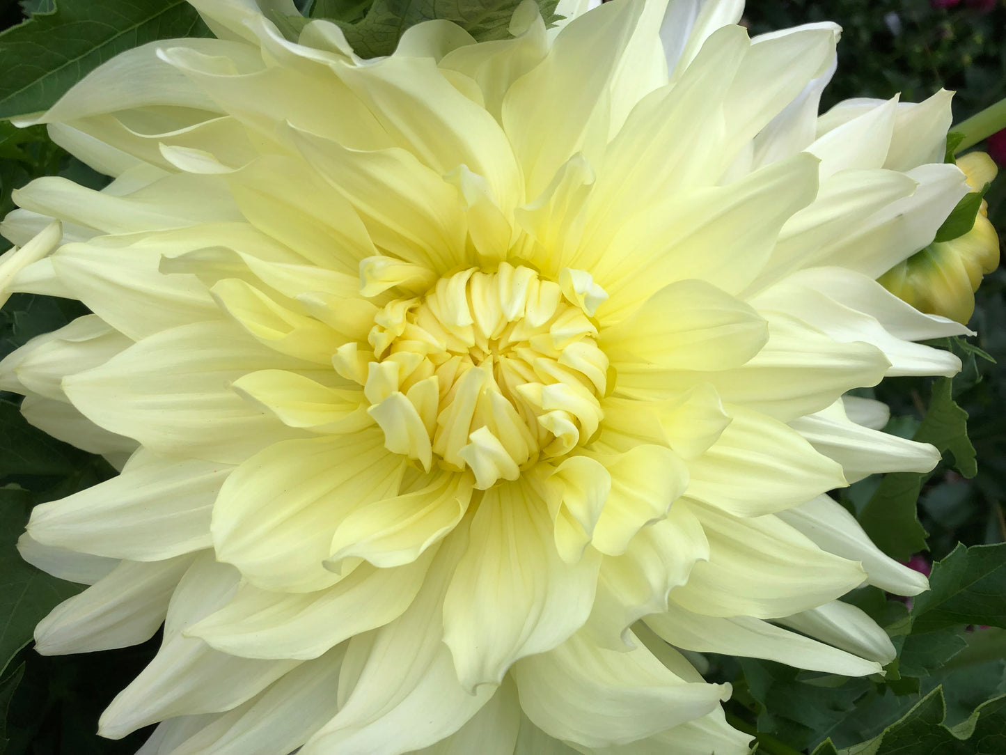 Lakshmi: 8" extra large and plate size dahlia bloom collection