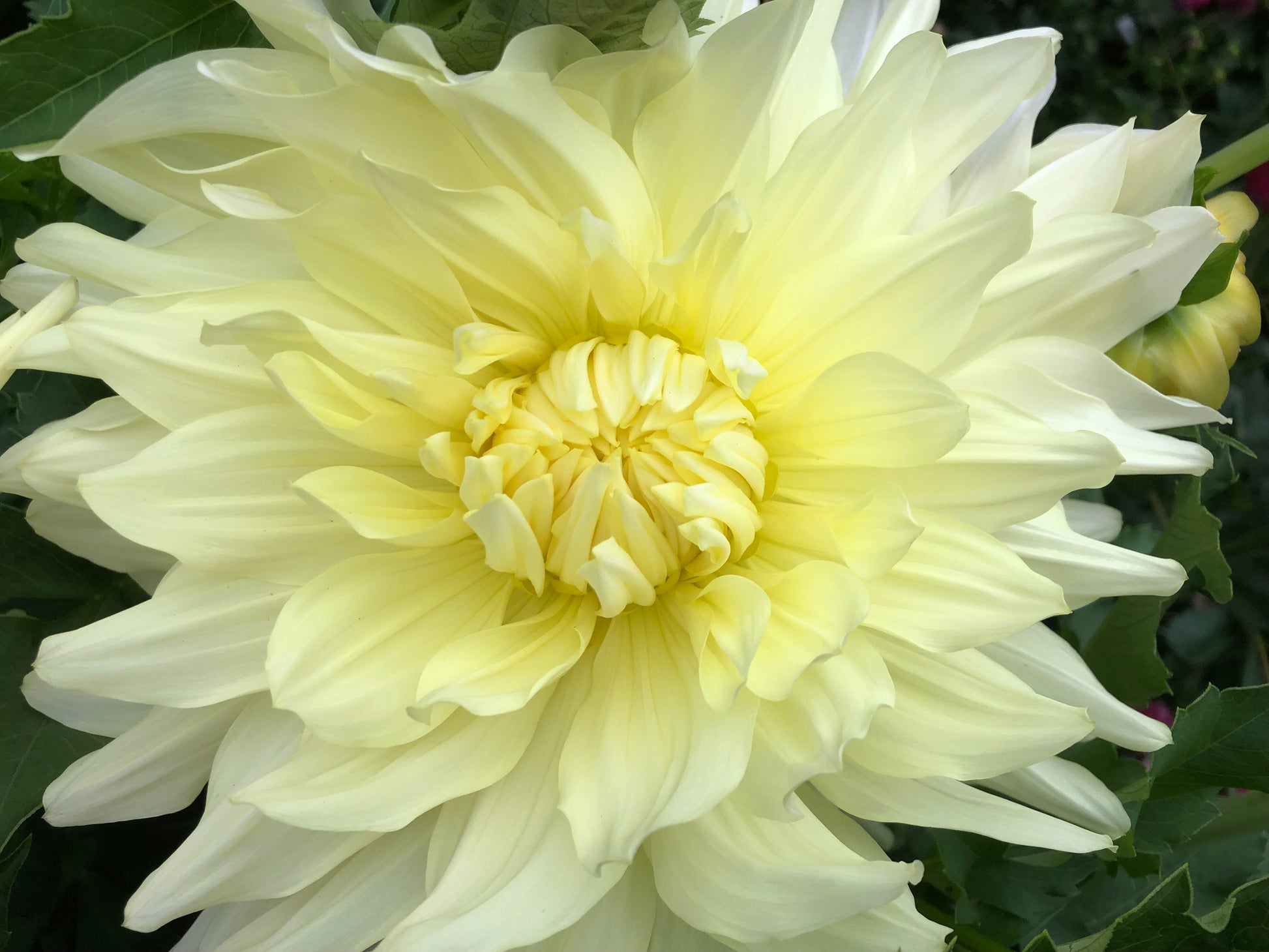Snow Country Dahlia Tubers At Flower Feather Farm,, 47% OFF
