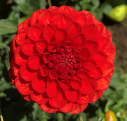 Jala 3-5" Bloom Collection of Seven Dahlias