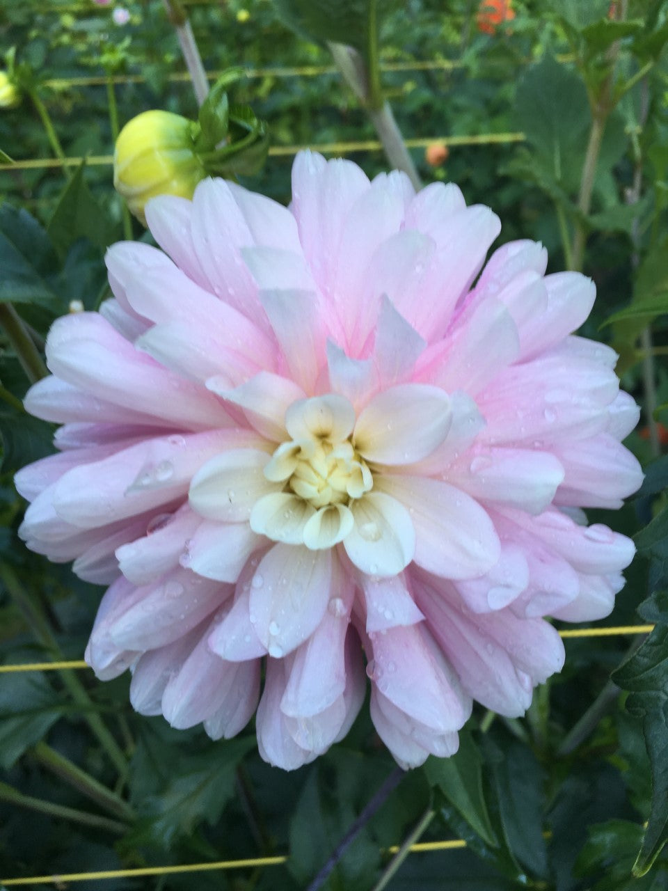 Jala 3-5" Bloom Collection of Eight Dahlias