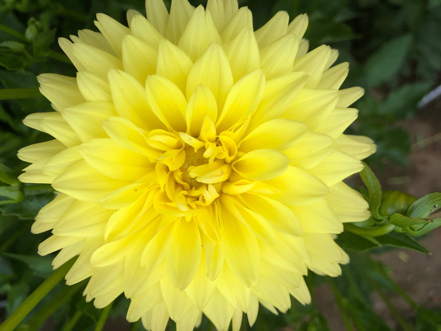 Jala 3-5" Bloom Collection of Eight Dahlias