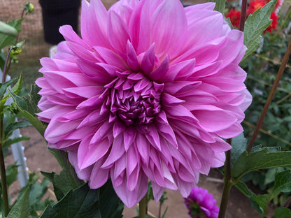 Lakshmi: 8" extra large and plate size dahlia bloom collection