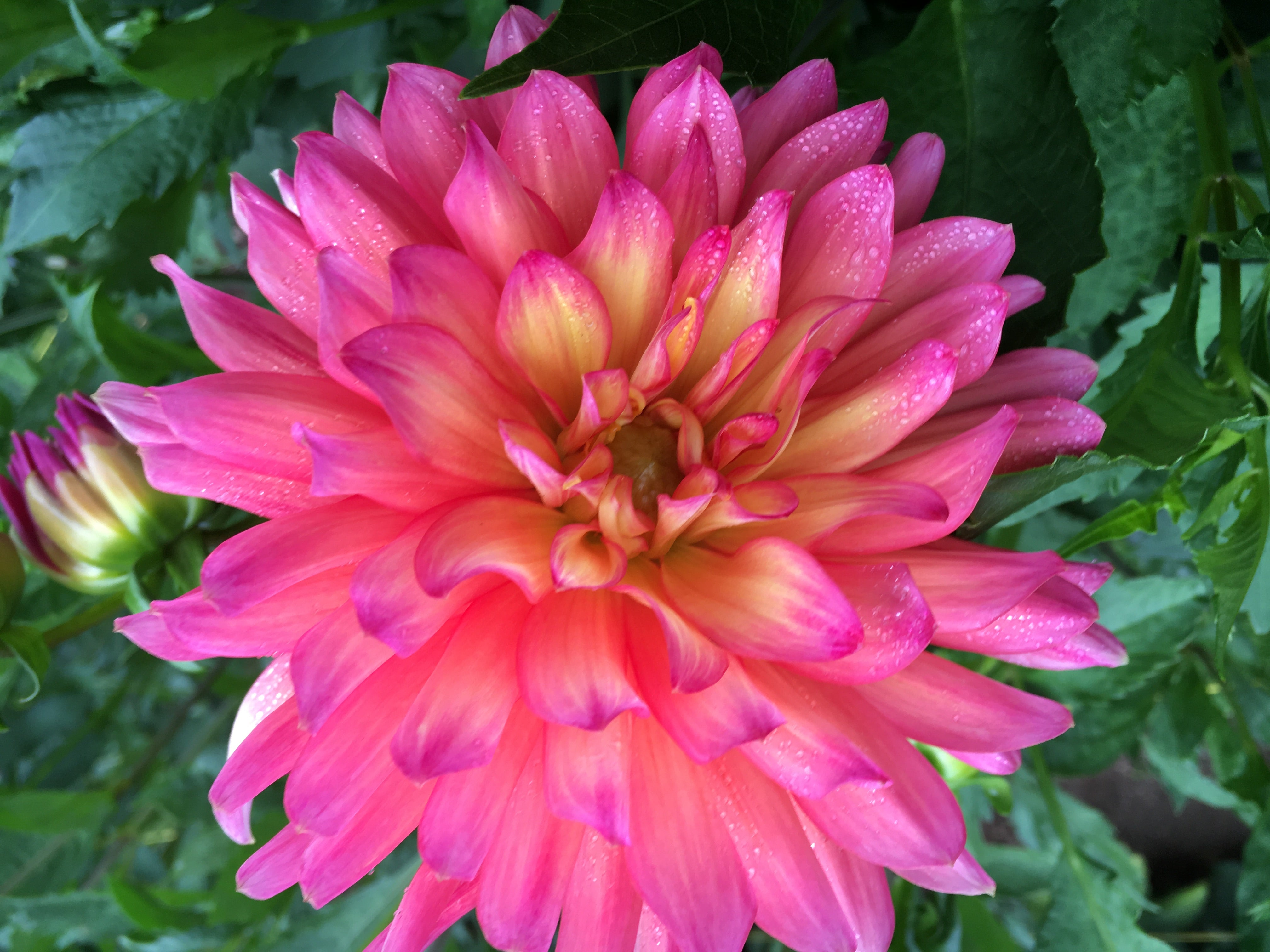 Zach and Eli's Dahlia Tuber