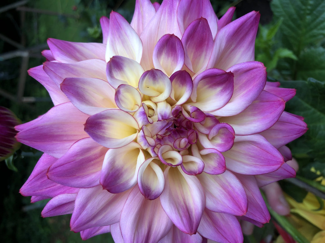 Purusa – Zach and Eli's Dahlia Tubers