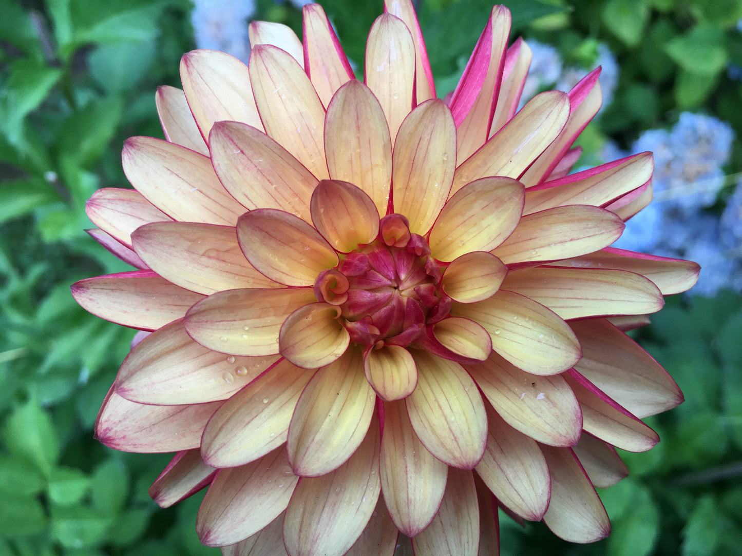 Jala 3-5" Bloom Collection of Eight Dahlias