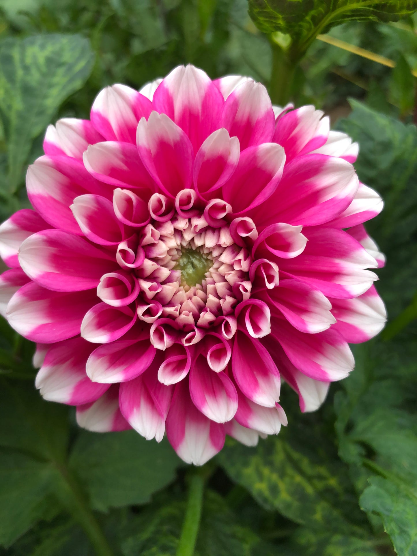 Jala 3-5" Bloom Collection of Eight Dahlias